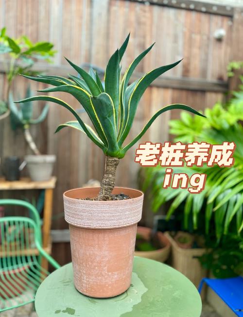 龙舌兰过冬温度，龙舌兰越冬温度-第8张图片-优品飞百科