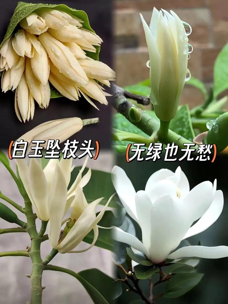 白玉兰夏天怎么养，白玉兰夏季栽培可以吗？-第3张图片-优品飞百科