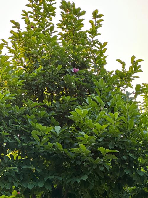 白玉兰夏天怎么养，白玉兰夏季栽培可以吗？-第4张图片-优品飞百科