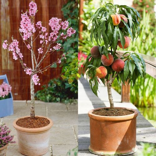桃花秋天怎么养？秋季桃花？-第2张图片-优品飞百科