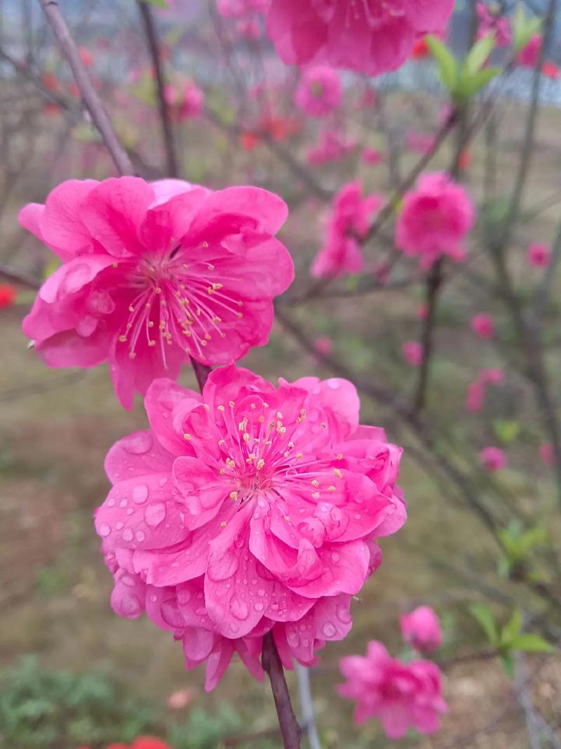 桃花秋天怎么养？秋季桃花？-第3张图片-优品飞百科