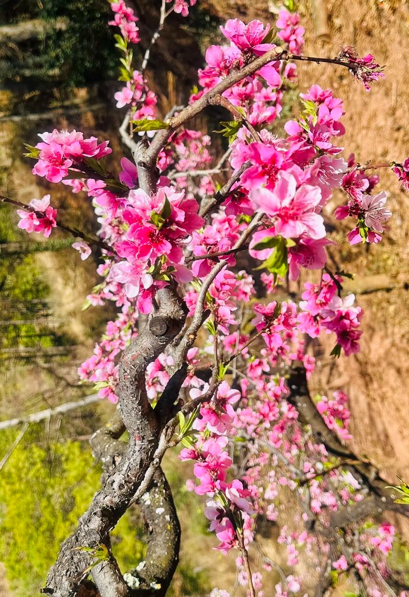 桃花秋天怎么养？秋季桃花？-第4张图片-优品飞百科