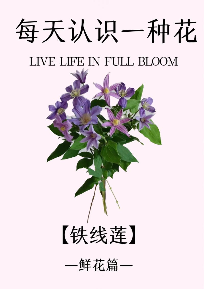 铁线莲二类修剪，铁线莲2类如何修剪