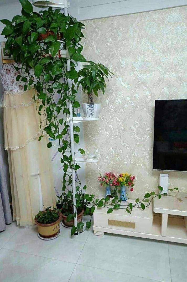 绿萝养在鱼缸里行吗，绿萝养在鱼缸里行吗风水好吗-第3张图片-优品飞百科