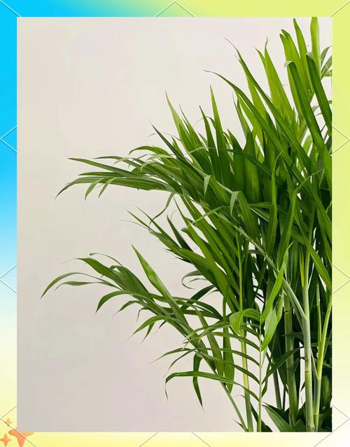 如何给夏威夷椰子换盆？如何给夏威夷椰子换盆视频？