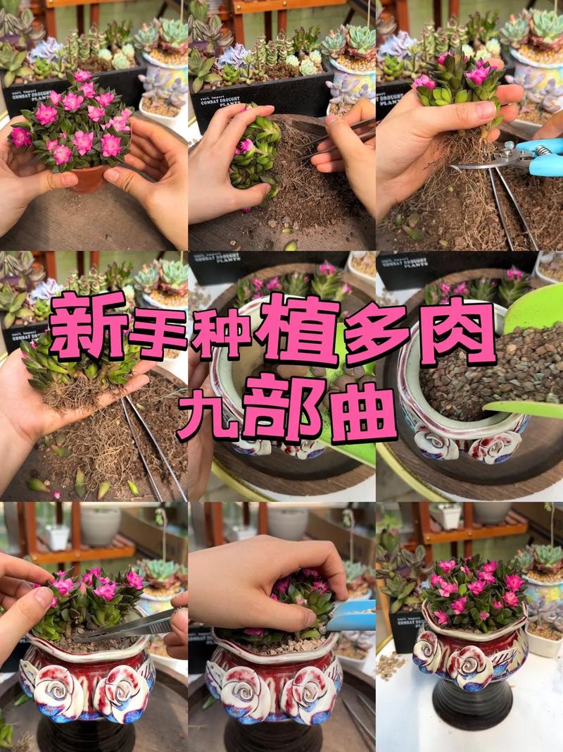 多肉要怎么养才能活，多肉植物怎么养才能活