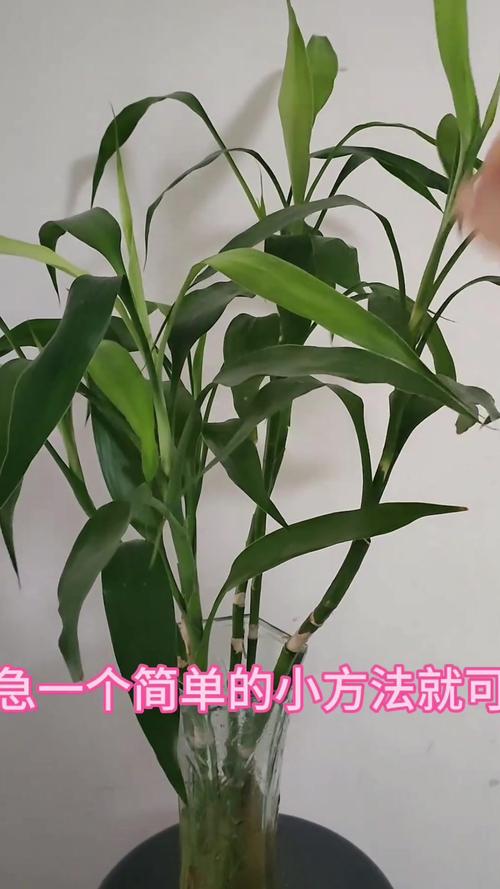 富贵竹怎么水养才开花，富贵竹怎么水养注意事项