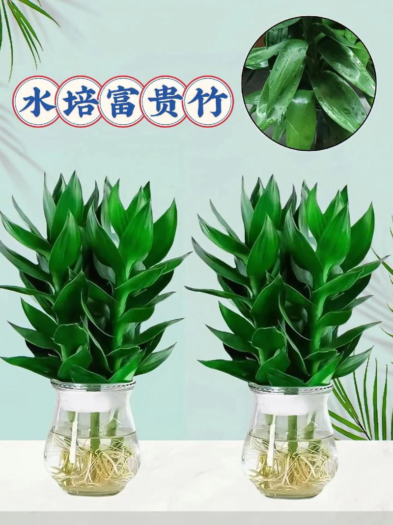 富贵竹怎么水养才开花，富贵竹怎么水养注意事项-第2张图片-优品飞百科