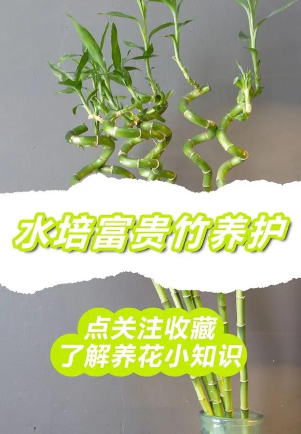 富贵竹怎么水养才开花，富贵竹怎么水养注意事项-第4张图片-优品飞百科