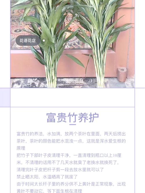 富贵竹怎么水养才开花，富贵竹怎么水养注意事项-第5张图片-优品飞百科