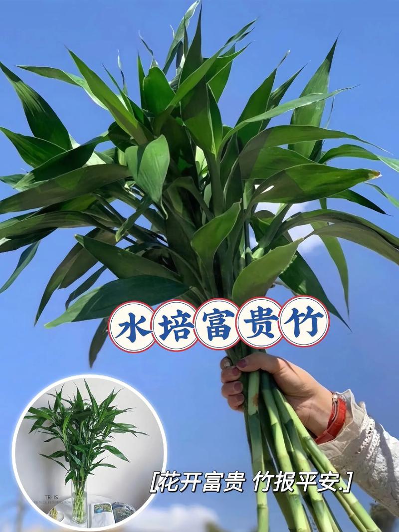 富贵竹怎么水养才开花，富贵竹怎么水养注意事项-第8张图片-优品飞百科