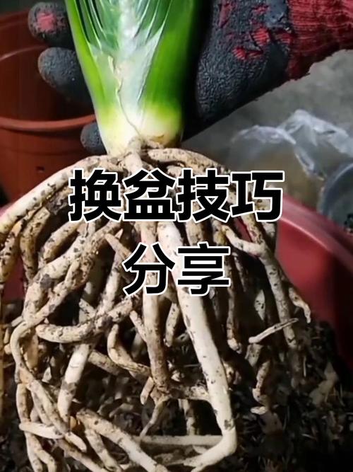 君子兰冬天可以换盆吗，君子兰冬天可以换盆吗?-第4张图片-优品飞百科
