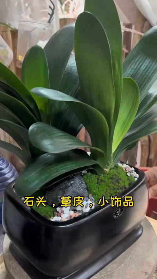 君子兰冬天可以换盆吗，君子兰冬天可以换盆吗?-第6张图片-优品飞百科