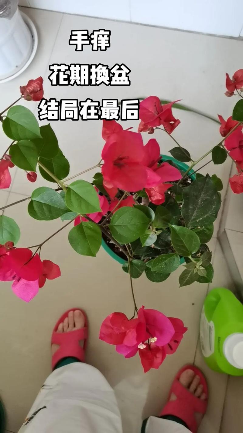 什么时候给三角梅换盆最适合，三角梅什么时侯换盆