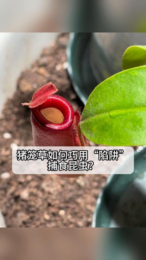 猪笼草扦插在几月份插，猪笼草什么时候扦插？-第2张图片-优品飞百科