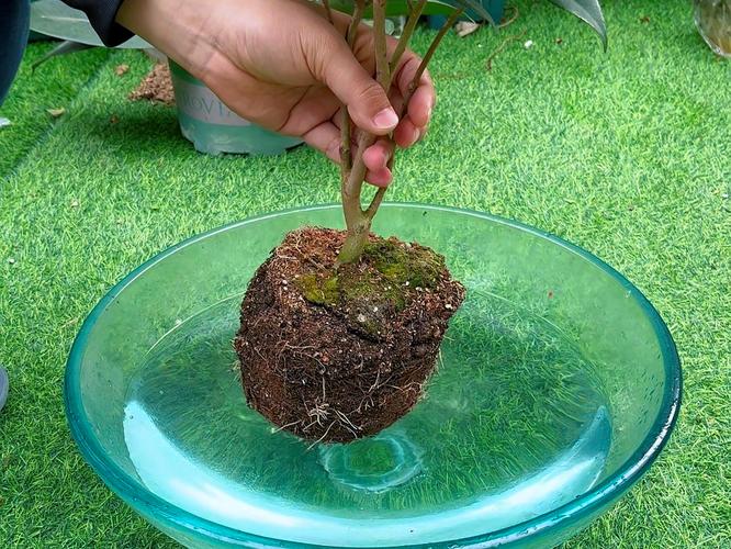 山茶花的养殖方法，赤丹山茶花的养殖方法-第4张图片-优品飞百科