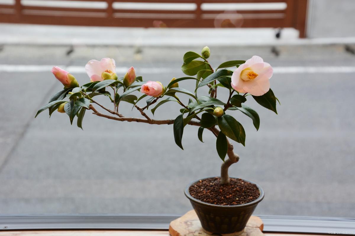 山茶花的养殖方法，赤丹山茶花的养殖方法-第5张图片-优品飞百科