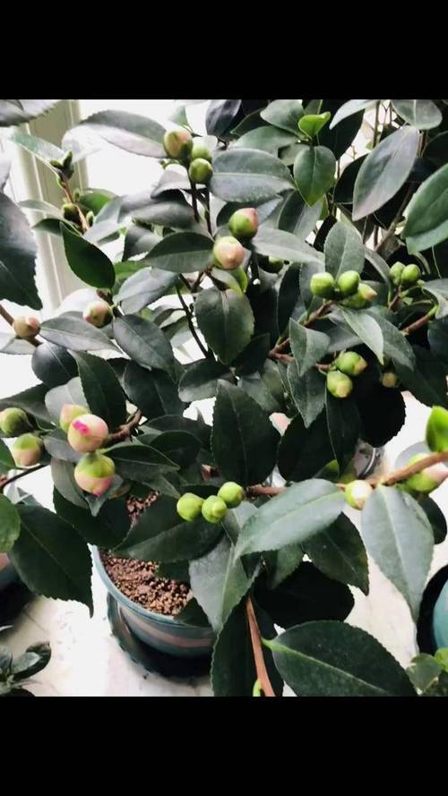 山茶花的养殖方法，赤丹山茶花的养殖方法-第6张图片-优品飞百科