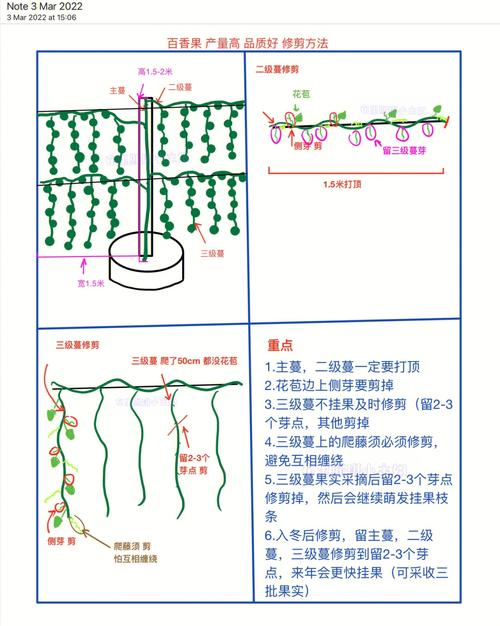 百香果如何种植管理，百香果怎么种植方法如下？-第3张图片-优品飞百科