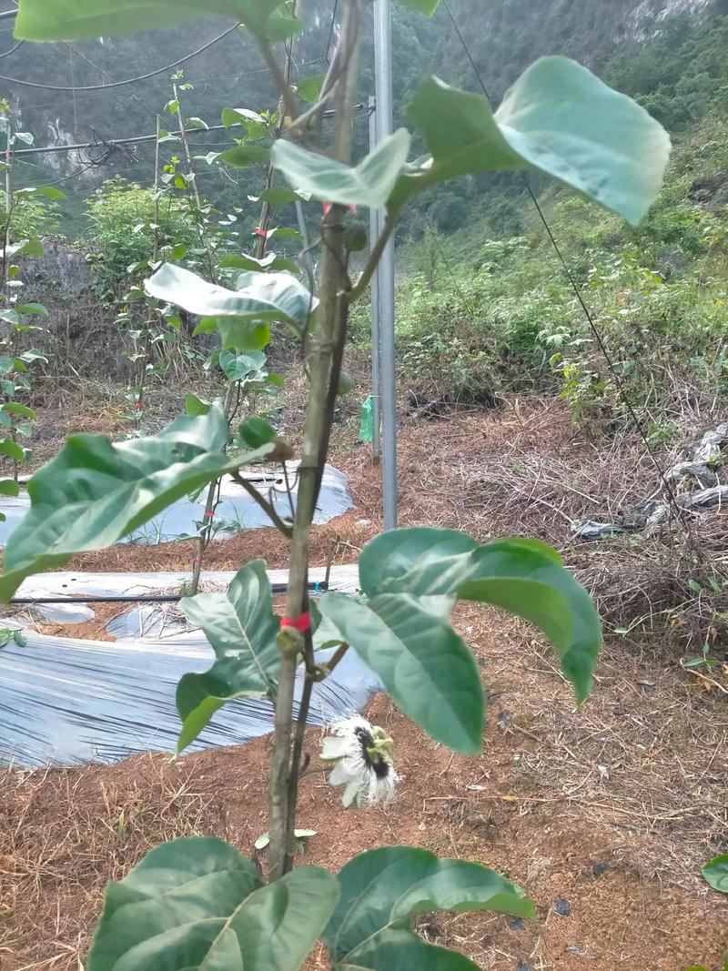 百香果如何种植管理，百香果怎么种植方法如下？-第4张图片-优品飞百科