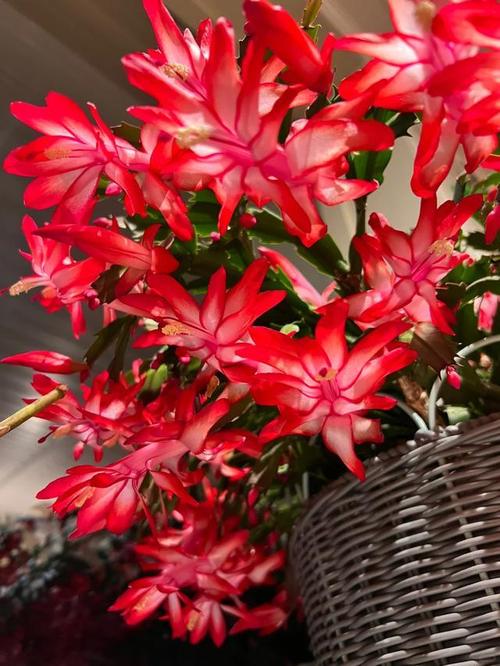 蟹爪兰花期多长时间，蟹爪兰花期?-第2张图片-优品飞百科