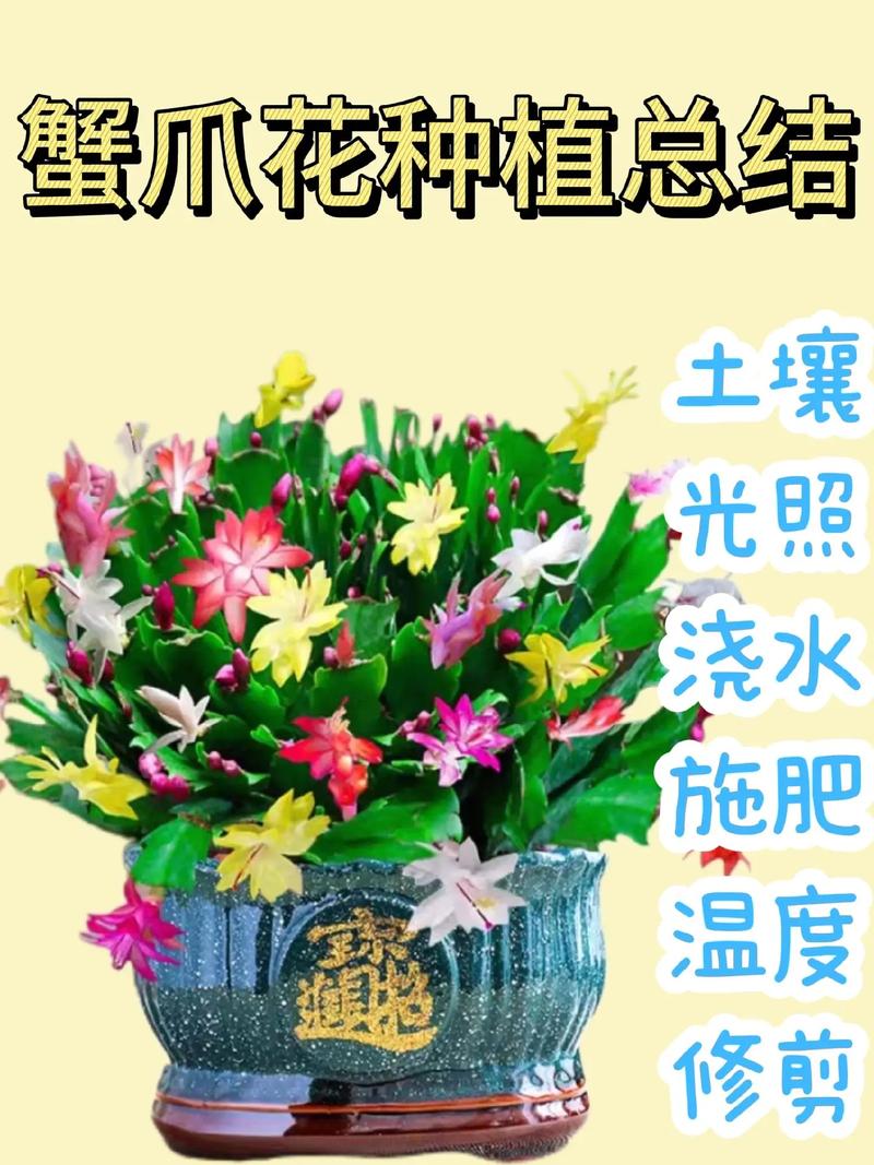 蟹爪兰花期多长时间，蟹爪兰花期?-第4张图片-优品飞百科