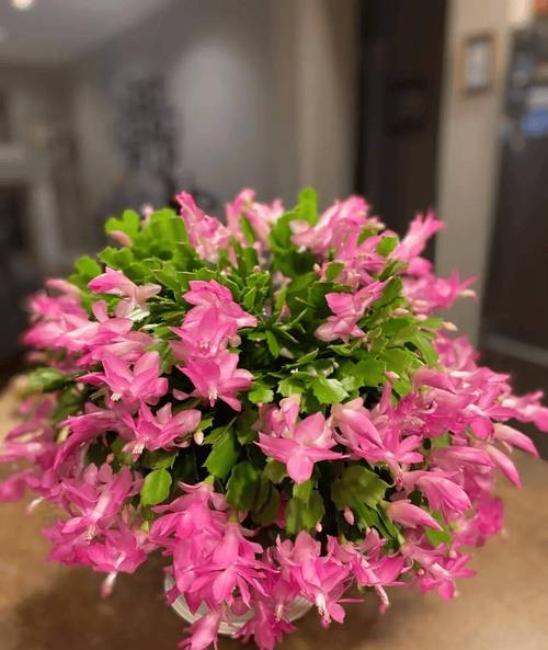 蟹爪兰花期多长时间，蟹爪兰花期?-第7张图片-优品飞百科
