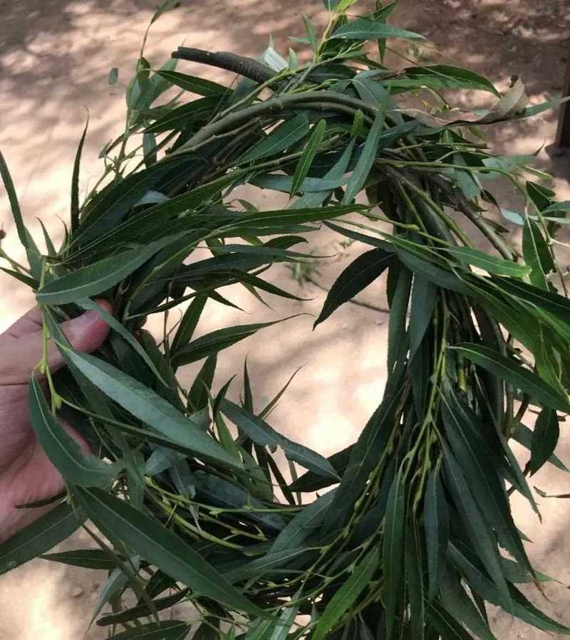 柳枝难找不用怕，柳树不好找了什么意思-第2张图片-优品飞百科
