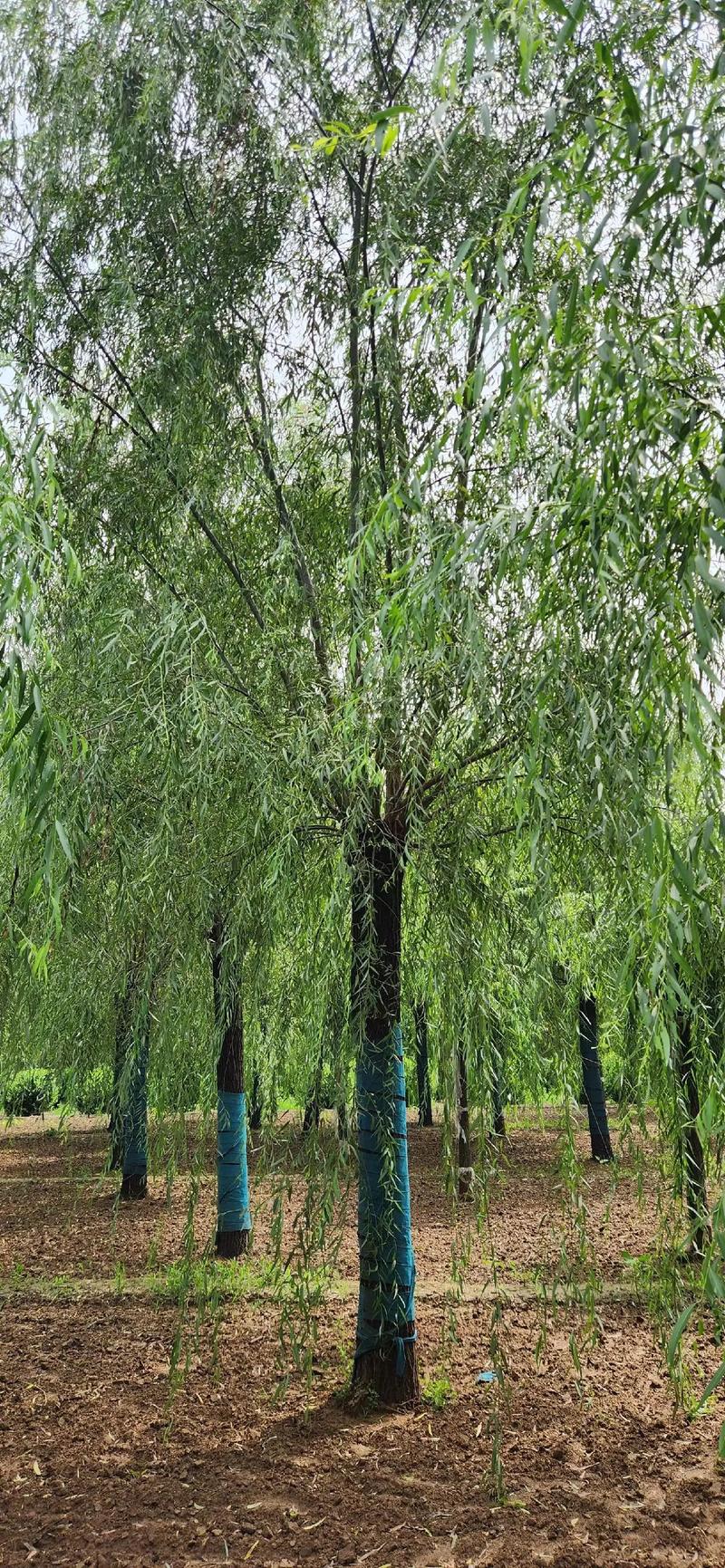 柳枝难找不用怕，柳树不好找了什么意思-第8张图片-优品飞百科