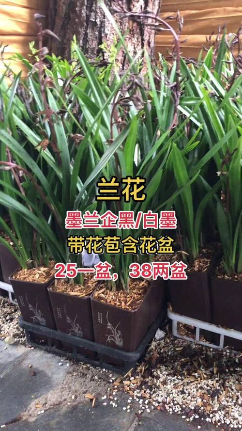 “兰花”盆里加点“粪”,兰花上盆可以用点羊粪吗?-第2张图片-优品飞百科 “兰花”盆里加点“粪”,兰花上盆可以用点羊粪吗?-第2张图片-优品飞百科