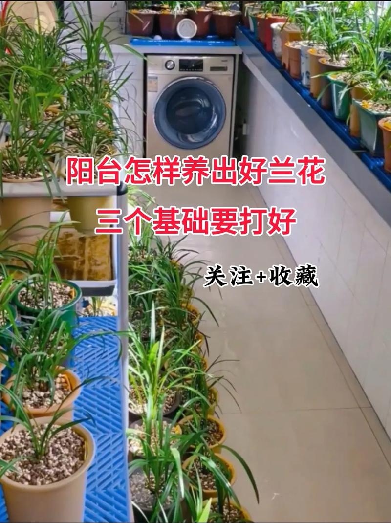 “兰花”盆里加点“粪”,兰花上盆可以用点羊粪吗?-第4张图片-优品飞百科 “兰花”盆里加点“粪”,兰花上盆可以用点羊粪吗?-第4张图片-优品飞百科