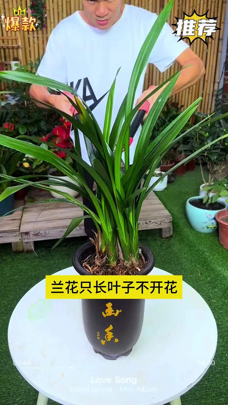 “兰花”盆里加点“粪”,兰花上盆可以用点羊粪吗?-第6张图片-优品飞百科 “兰花”盆里加点“粪”,兰花上盆可以用点羊粪吗?-第6张图片-优品飞百科