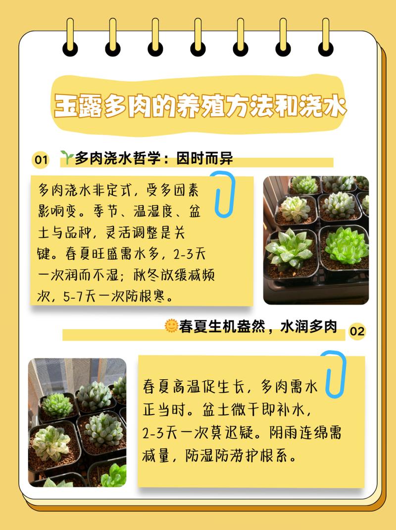 玉露怎么养才能饱满？玉露怎样养才能晶莹剔透？-第3张图片-优品飞百科