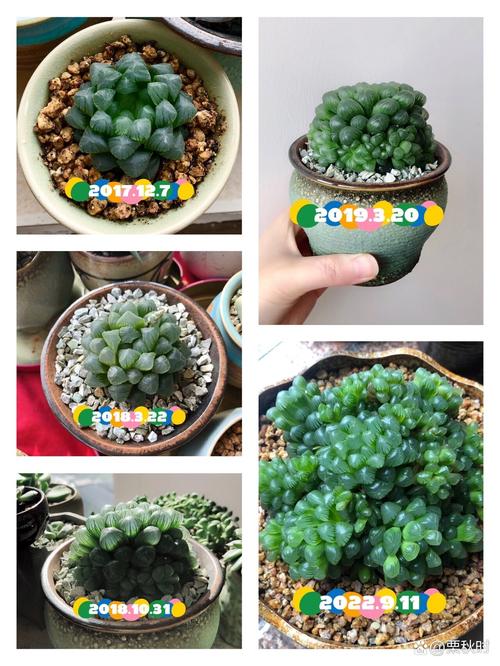 玉露怎么养才能饱满？玉露怎样养才能晶莹剔透？-第4张图片-优品飞百科