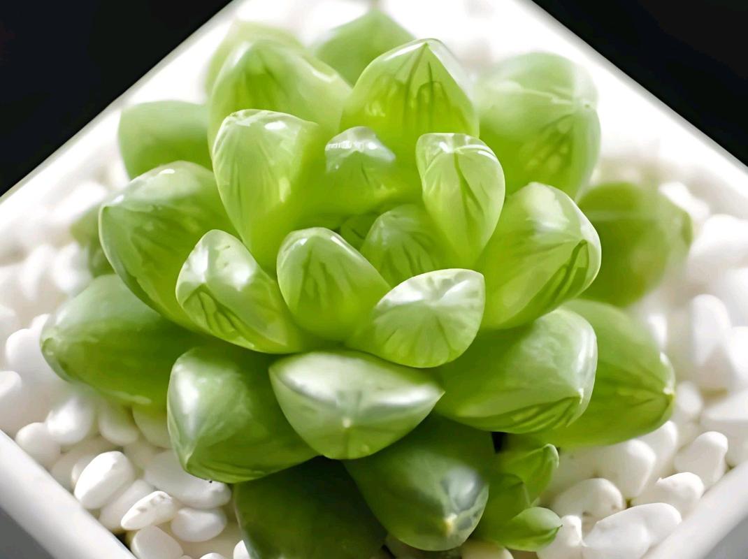 玉露怎么养才能饱满？玉露怎样养才能晶莹剔透？-第5张图片-优品飞百科