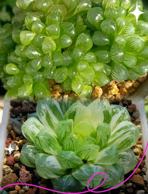 玉露怎么养才能饱满？玉露怎样养才能晶莹剔透？-第6张图片-优品飞百科