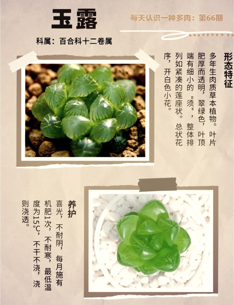 玉露怎么养才能饱满？玉露怎样养才能晶莹剔透？-第7张图片-优品飞百科