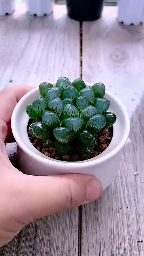 玉露怎么养才能饱满？玉露怎样养才能晶莹剔透？-第8张图片-优品飞百科
