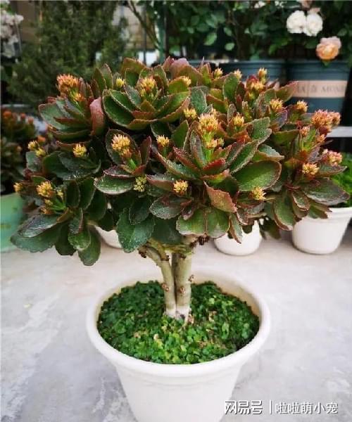 长寿花怎么养长得旺？长寿花怎么养?？-第2张图片-优品飞百科