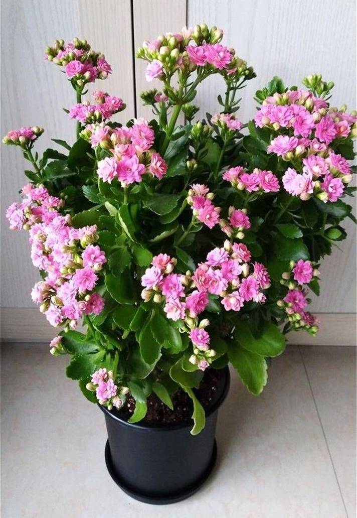 长寿花怎么养长得旺？长寿花怎么养?？-第5张图片-优品飞百科