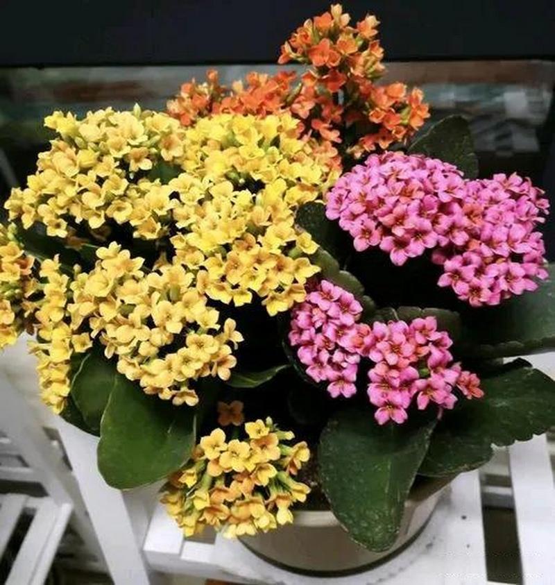长寿花怎么养长得旺？长寿花怎么养?？-第6张图片-优品飞百科