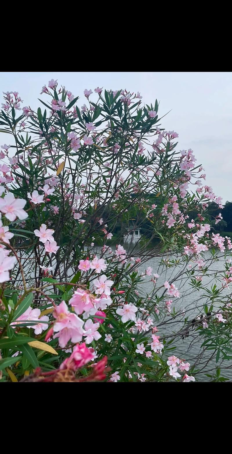 夹竹桃春天怎么养，夹竹桃怎么养植-第3张图片-优品飞百科
