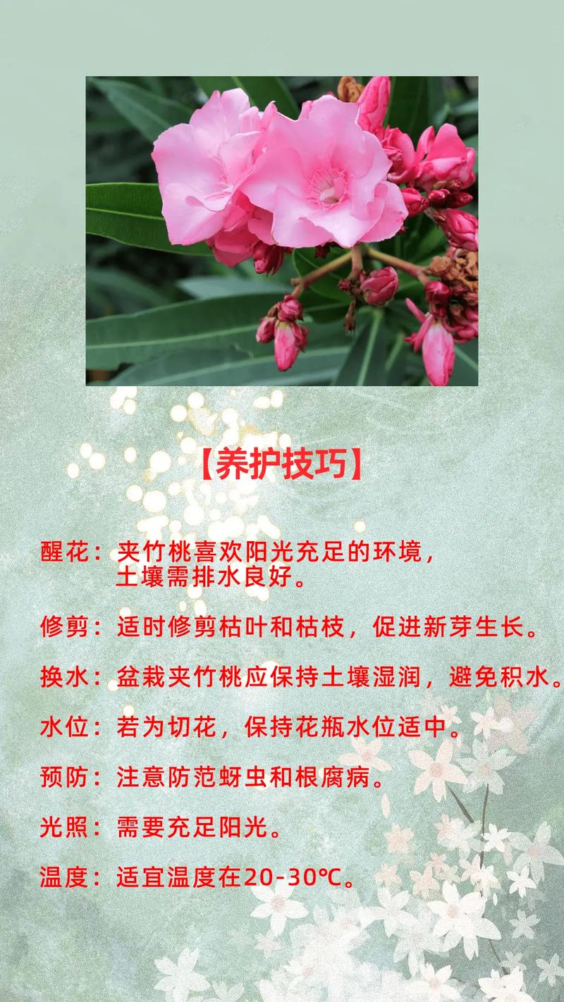 夹竹桃春天怎么养，夹竹桃怎么养植-第5张图片-优品飞百科