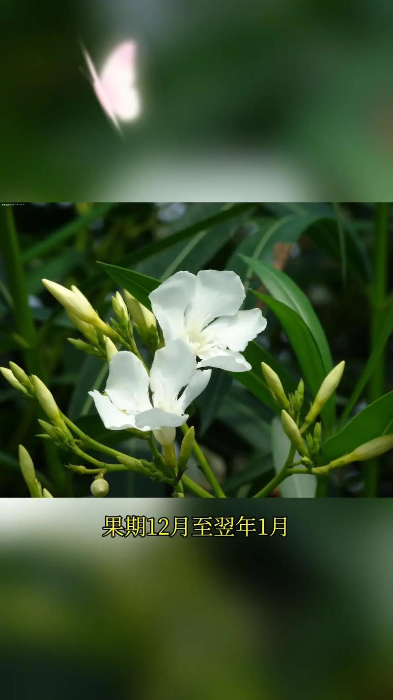 夹竹桃春天怎么养，夹竹桃怎么养植-第6张图片-优品飞百科