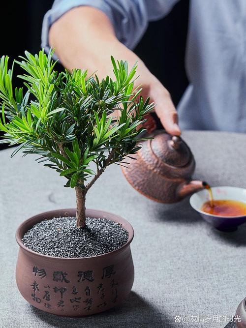 罗汉松的养殖方法，红芽珍珠罗汉松的养殖方法-第3张图片-优品飞百科