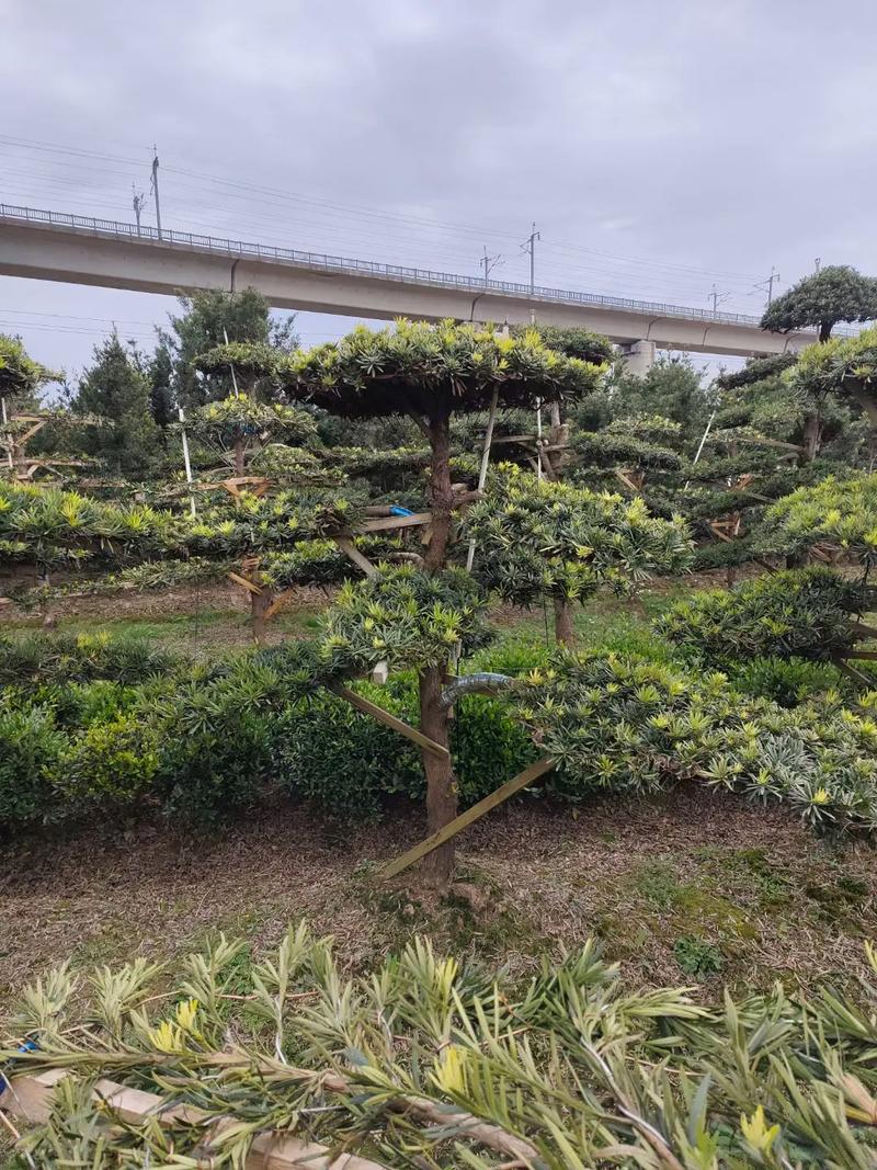 罗汉松的养殖方法，红芽珍珠罗汉松的养殖方法-第5张图片-优品飞百科