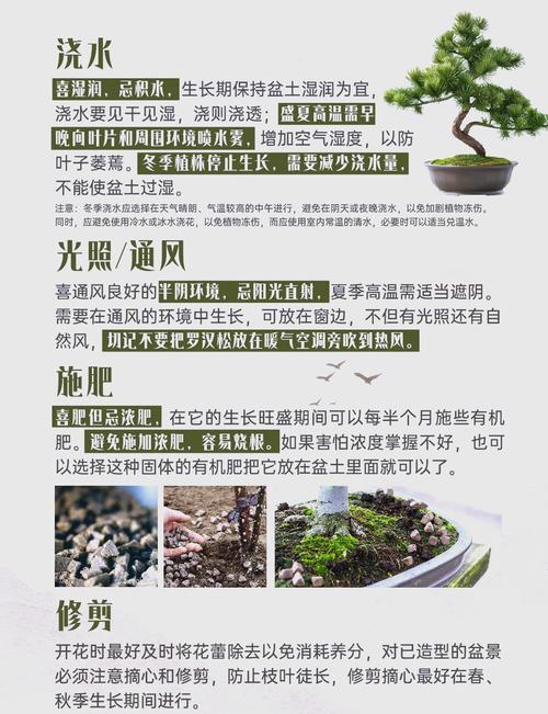 罗汉松的养殖方法，红芽珍珠罗汉松的养殖方法-第6张图片-优品飞百科