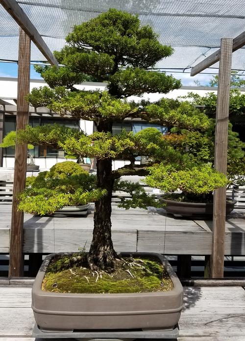 罗汉松的养殖方法，红芽珍珠罗汉松的养殖方法-第7张图片-优品飞百科