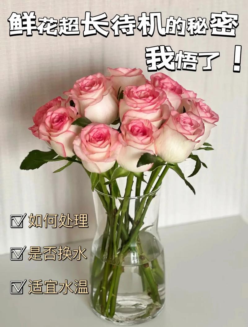 玫瑰花怎么养水里，玫瑰花怎么养水里可以放几天？