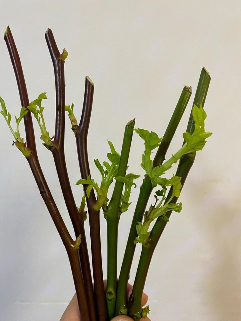 玫瑰花怎么养水里，玫瑰花怎么养水里可以放几天？-第6张图片-优品飞百科